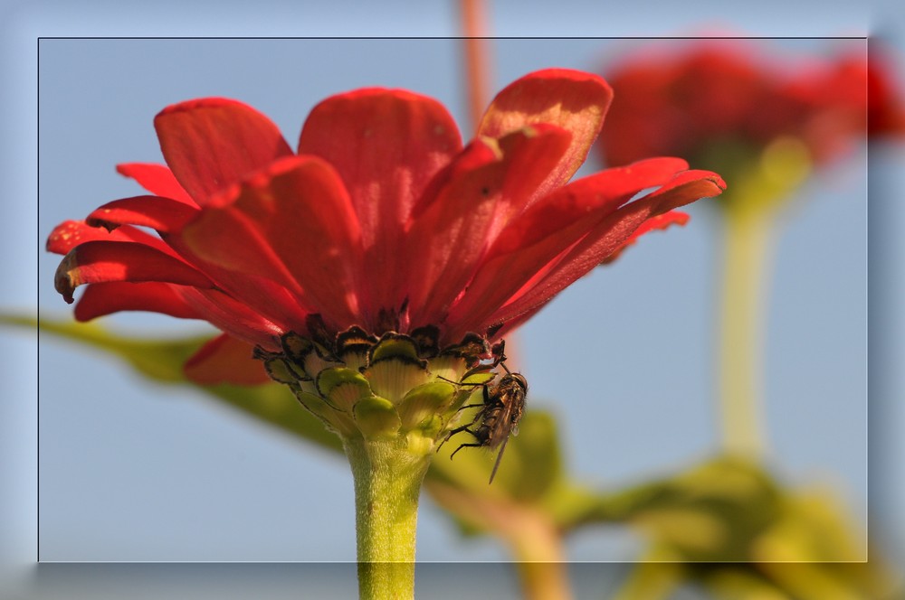 Sommernachwehen