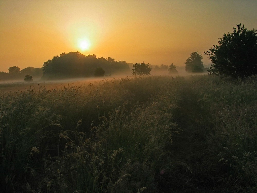 Sommernebel