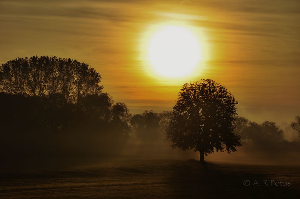 Sommernebel