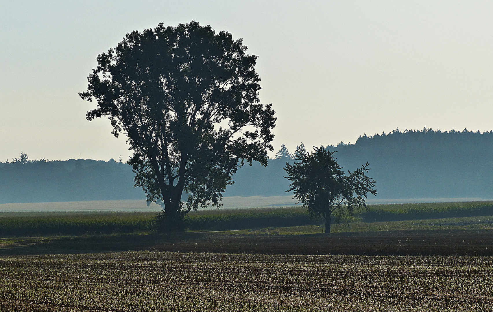 Sommernebel