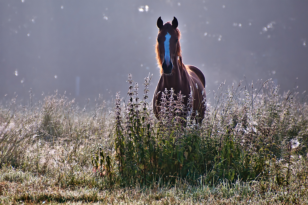 Sommernebel