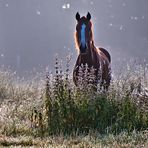 Sommernebel