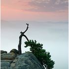 Sommernebel am Stativbaum