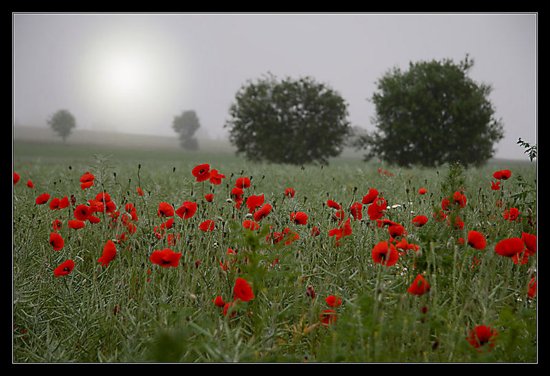 Sommernebel