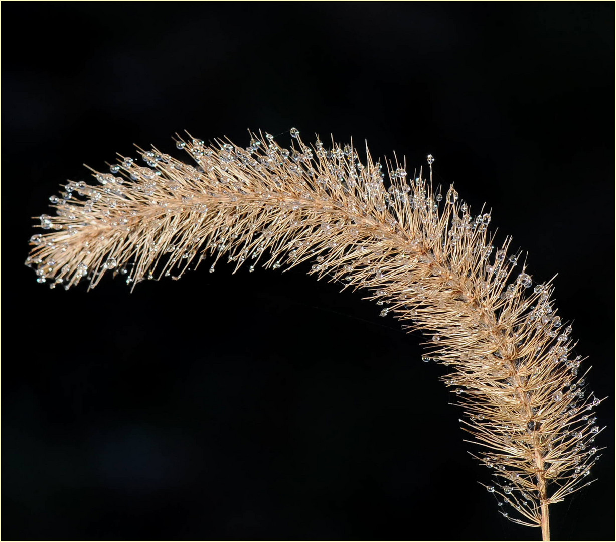 Sommerneige