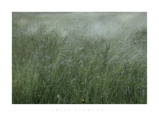 Sommernest_3 nach einem Regen +: