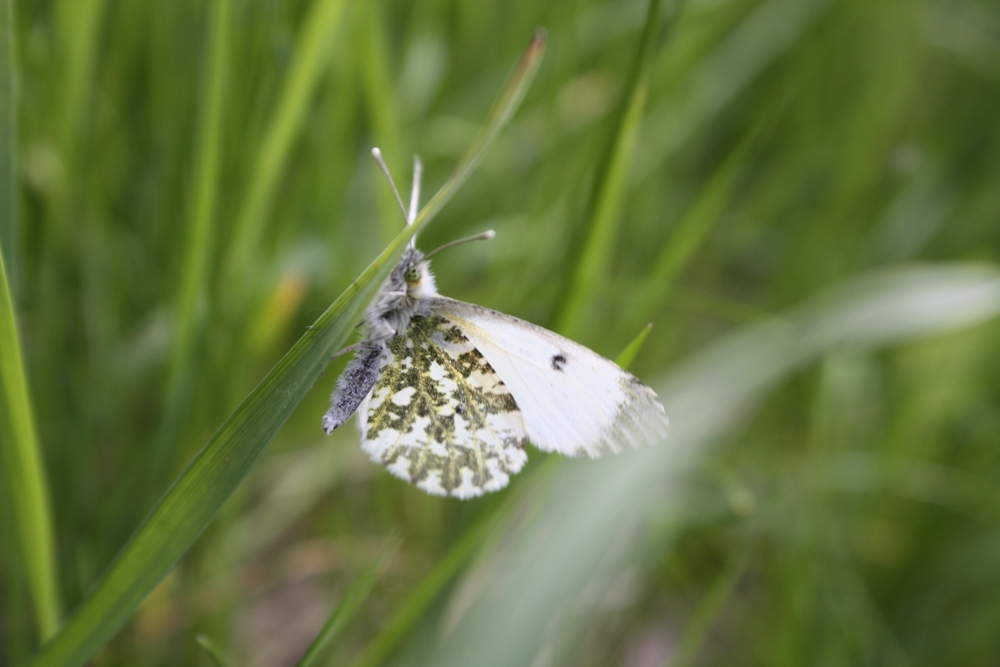 ***Sommerpelz***