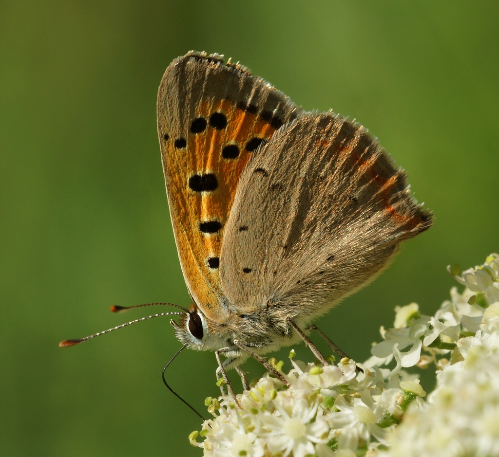 Sommerpelz