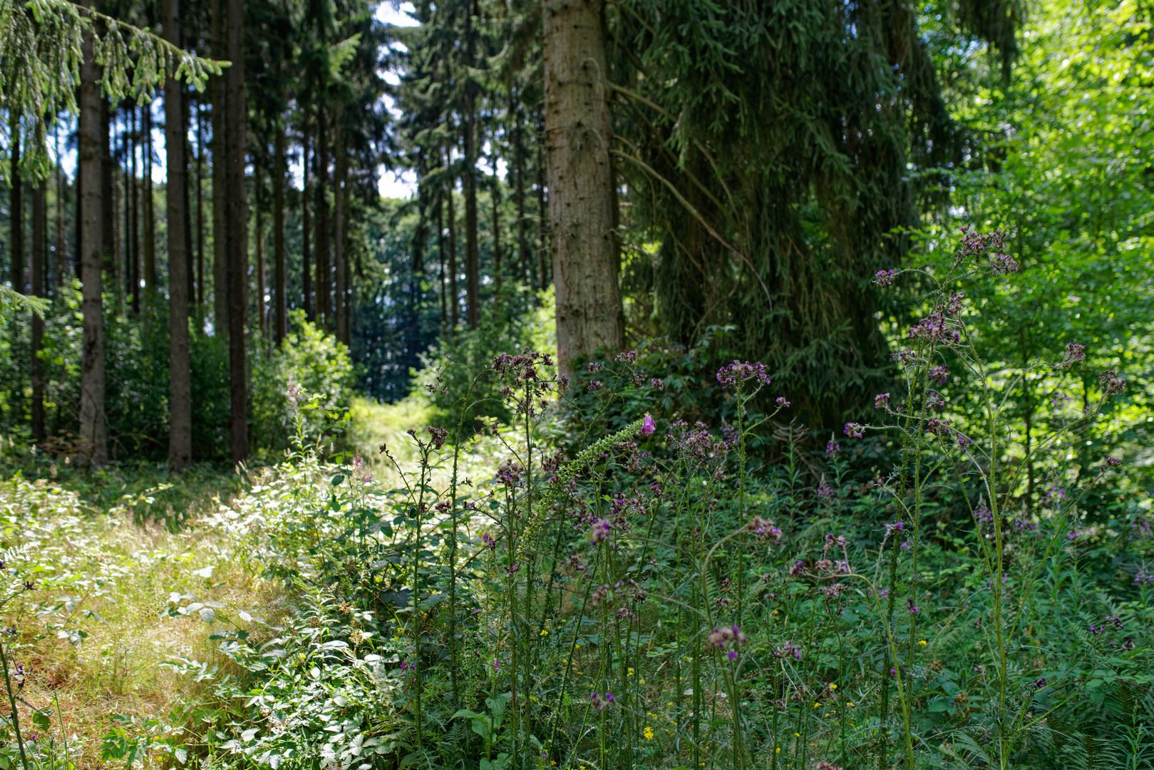 Sommerpflanzen im Wald