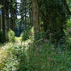 Sommerpflanzen im Wald