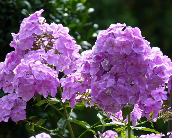 Sommerphlox