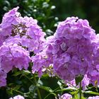 Sommerphlox