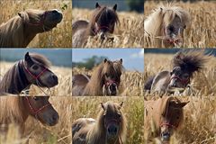 Sommerponys