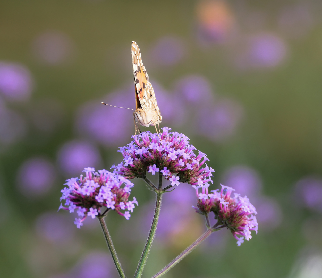 Sommerportrait