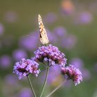 Sommerportrait