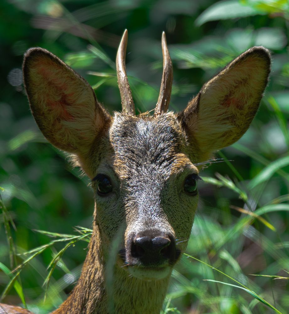 Sommerportrait