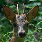 Sommerportrait