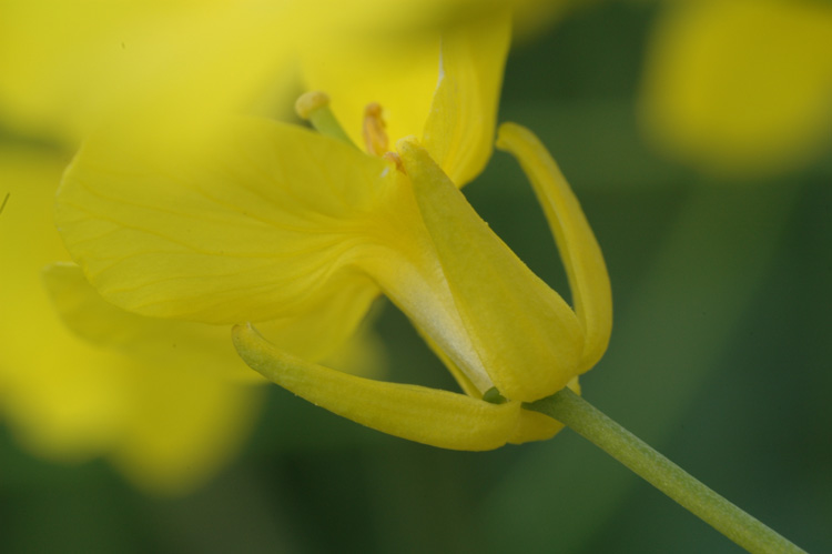 Sommerrapsblüte