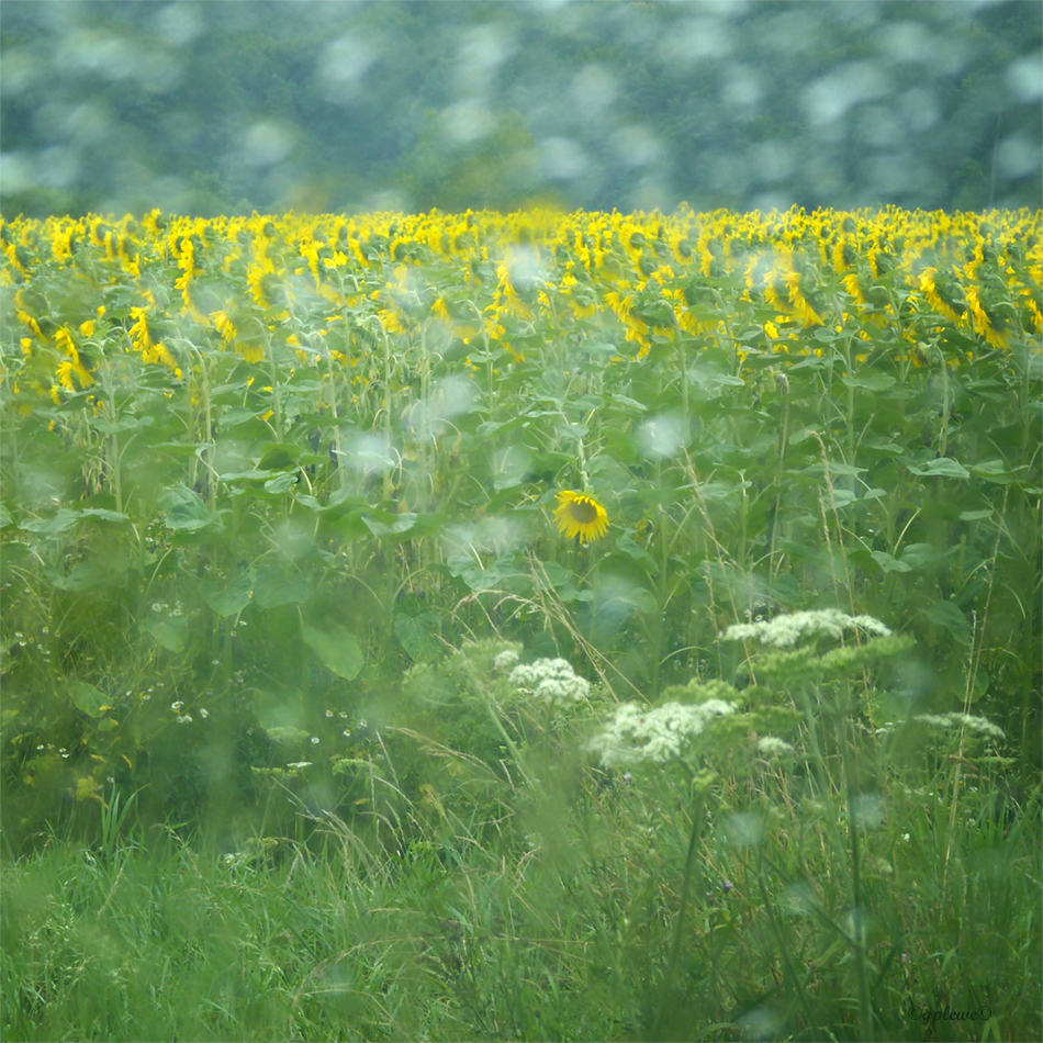 Sommerregen 1