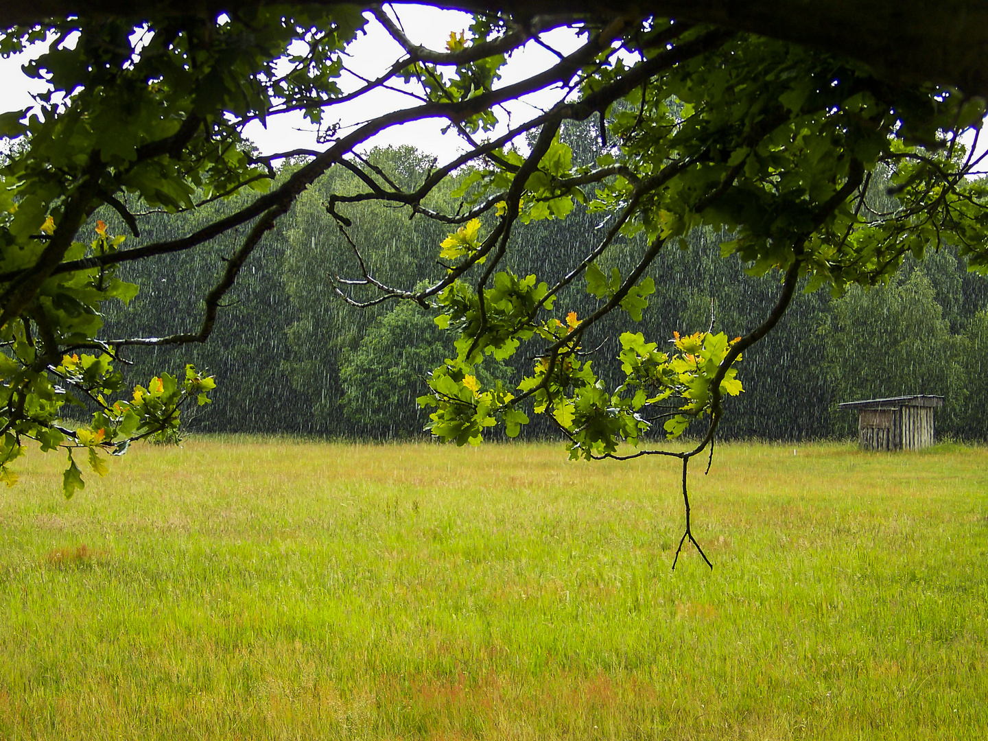 Sommerregen