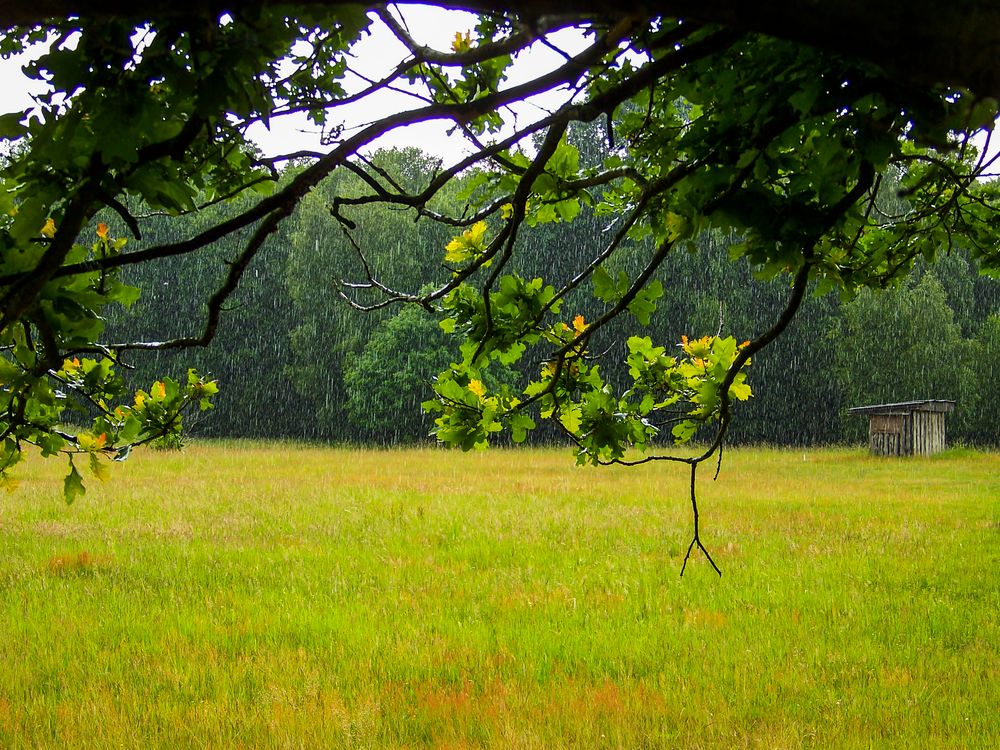 Sommerregen