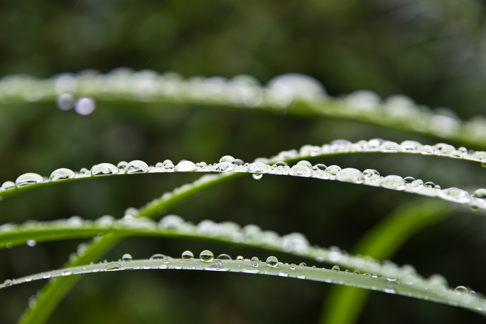 Sommerregen