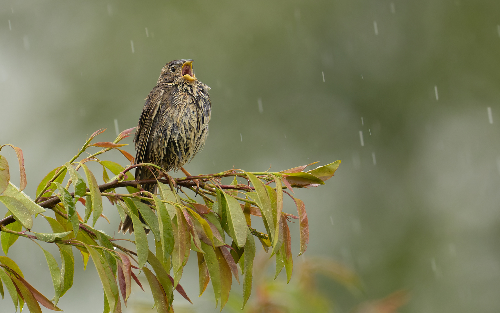 Sommerregen