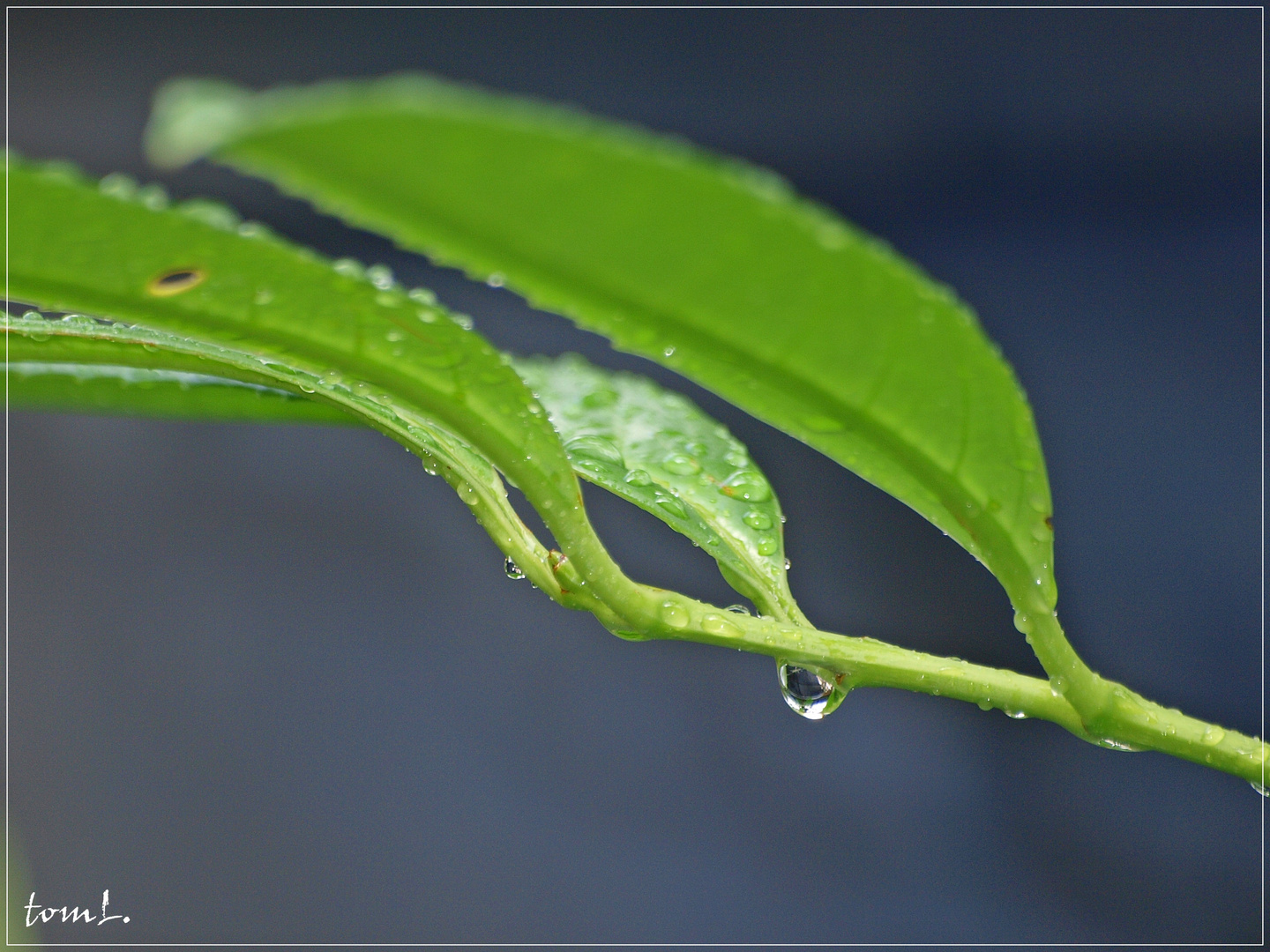 Sommerregen