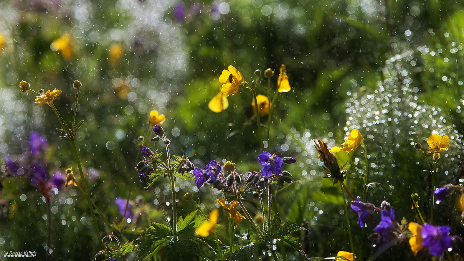 Sommerregen Foto & Bild europe, scandinavia, iceland Bilder auf