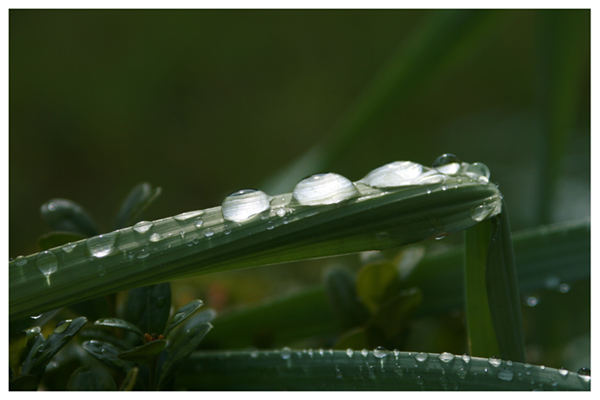 Sommerregen