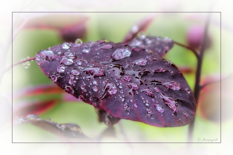 ~ Sommerregen ~