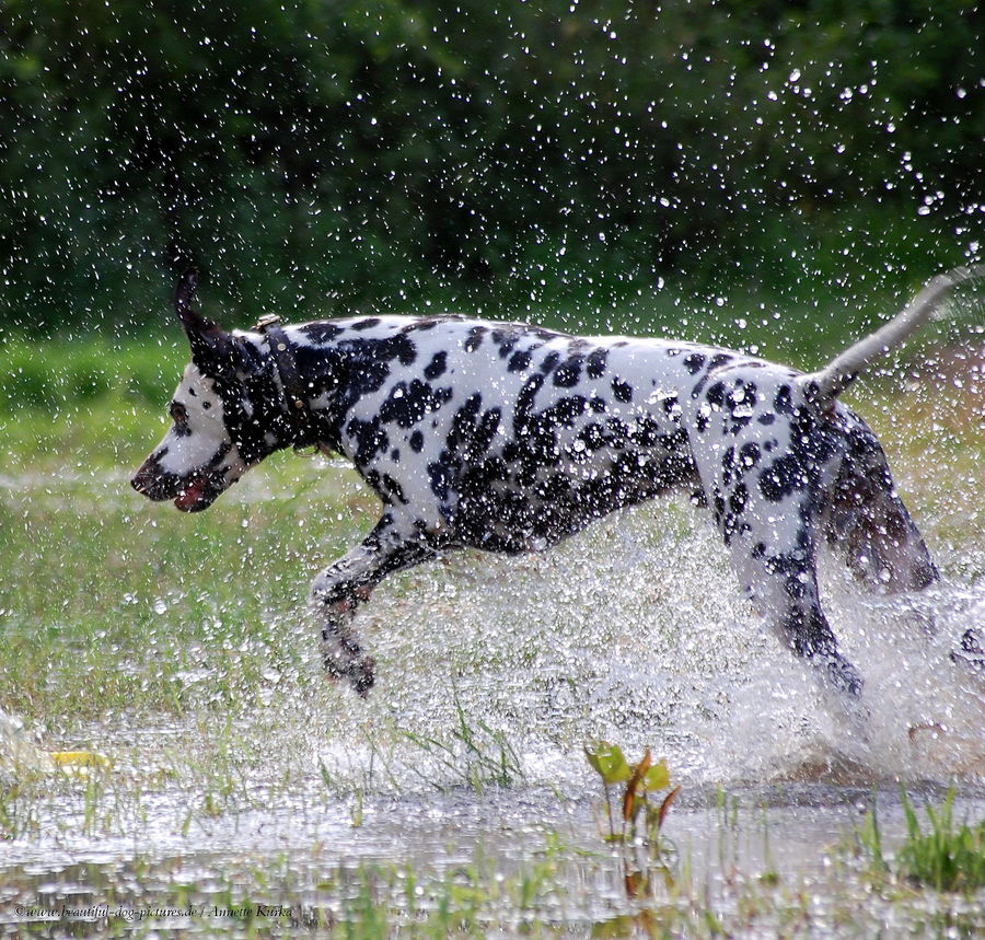 Sommerregen