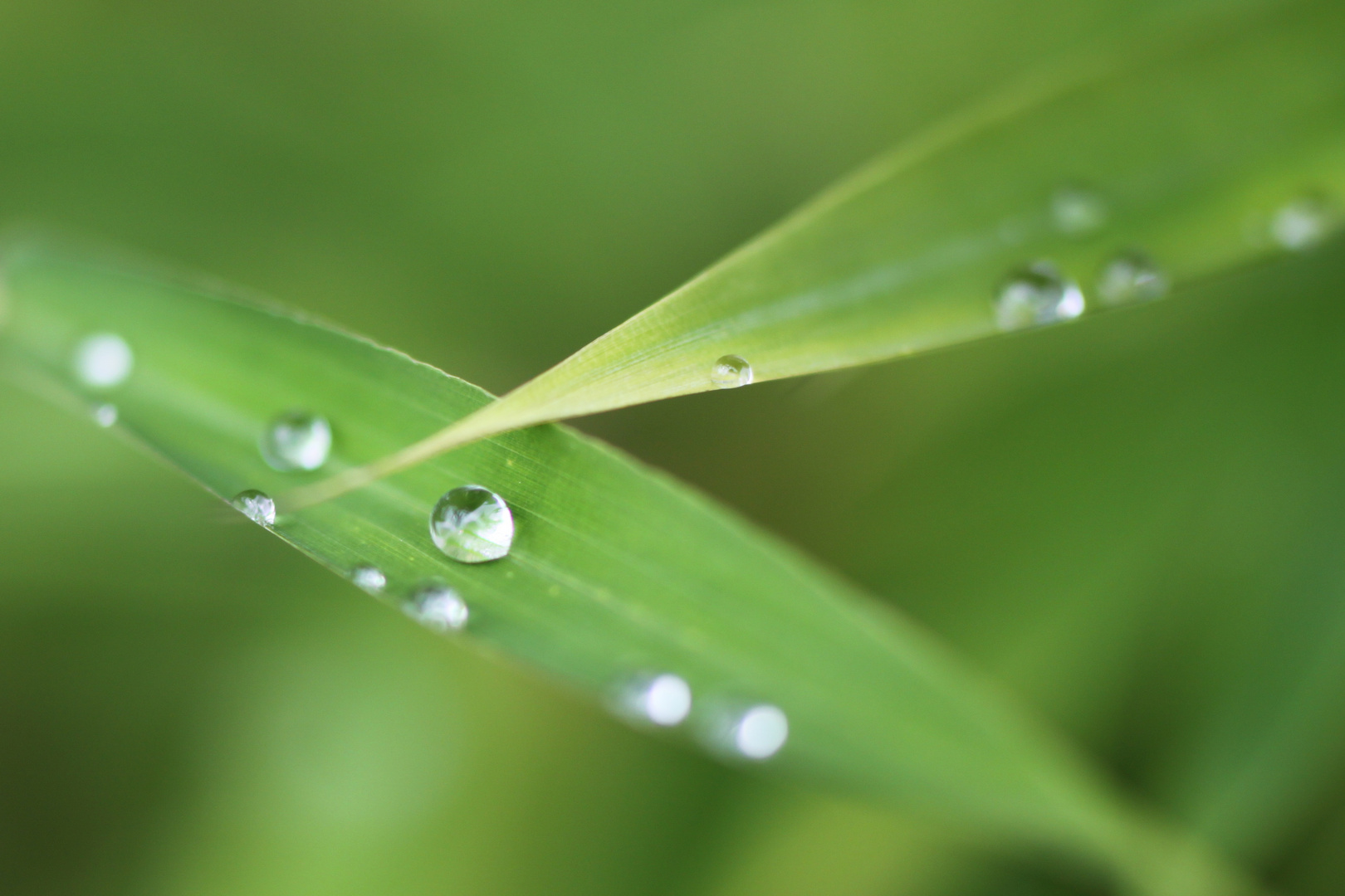 Sommerregen