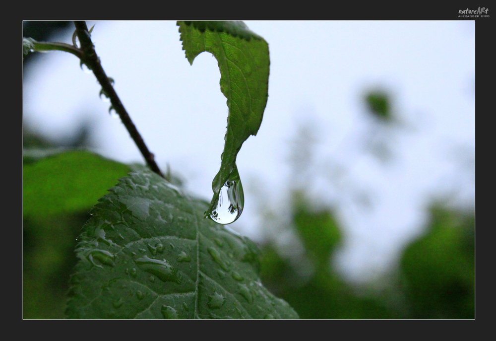 -Sommerregen-