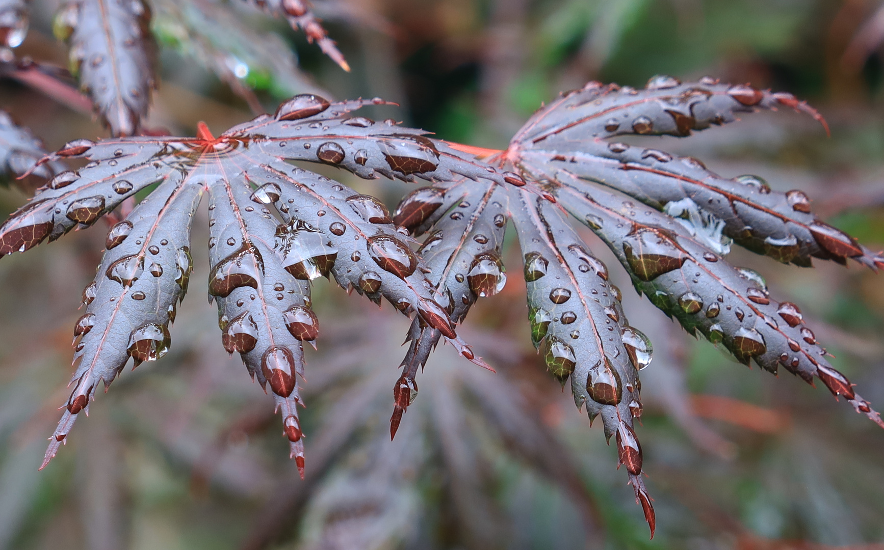 Sommerregen Foto & Bild sommer, wasser, regen Bilder auf