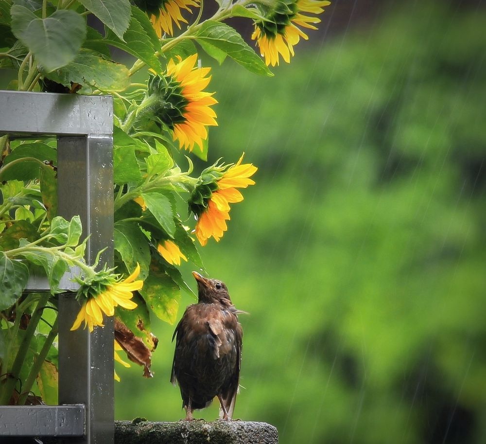 Sommerregen