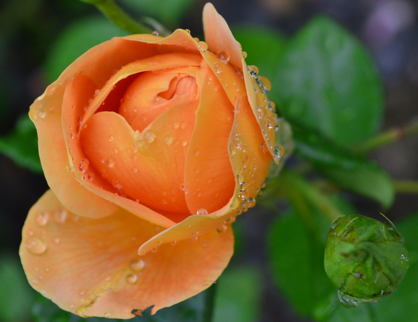 Sommerregen auf Rosen