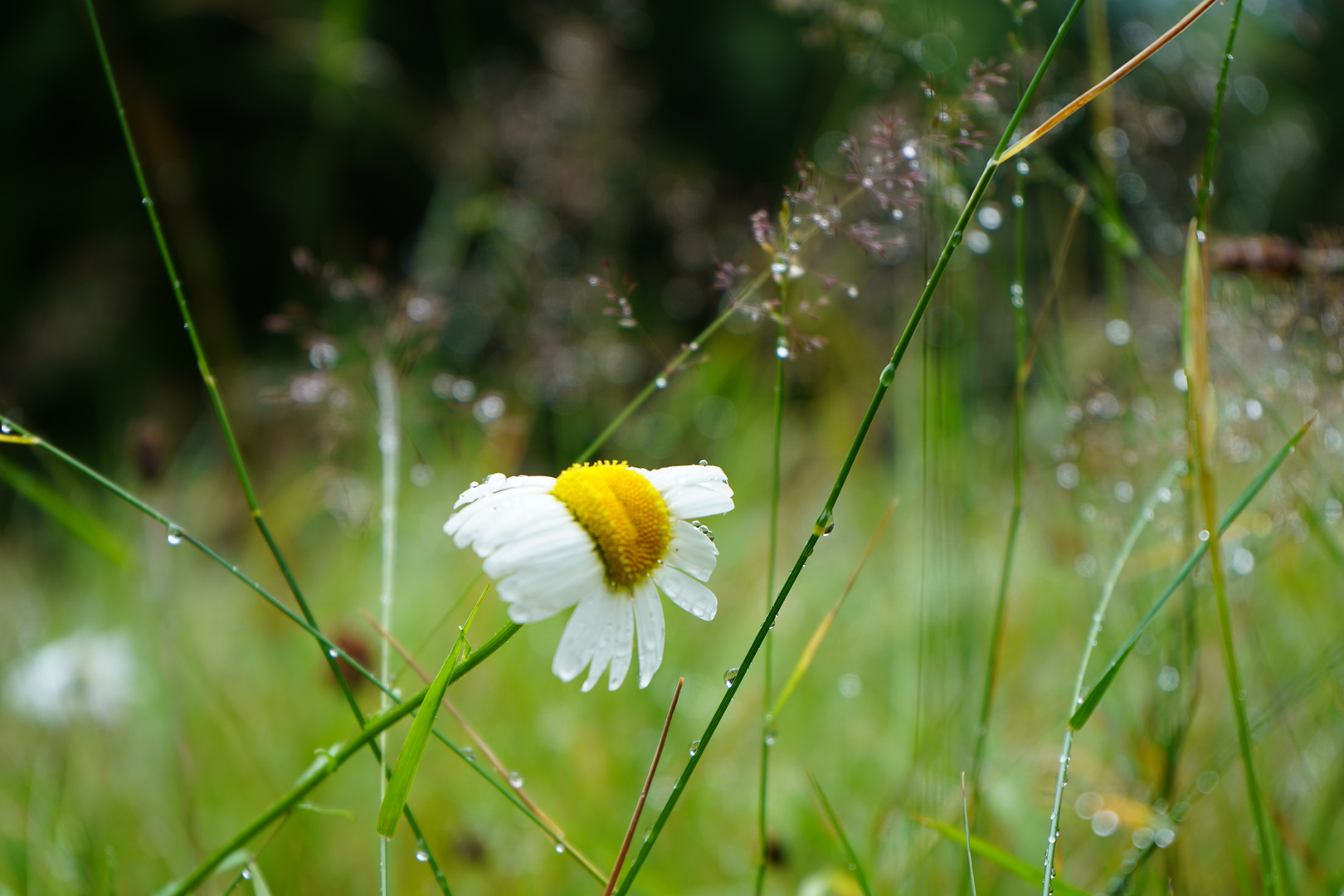 SOMMERREGEN 