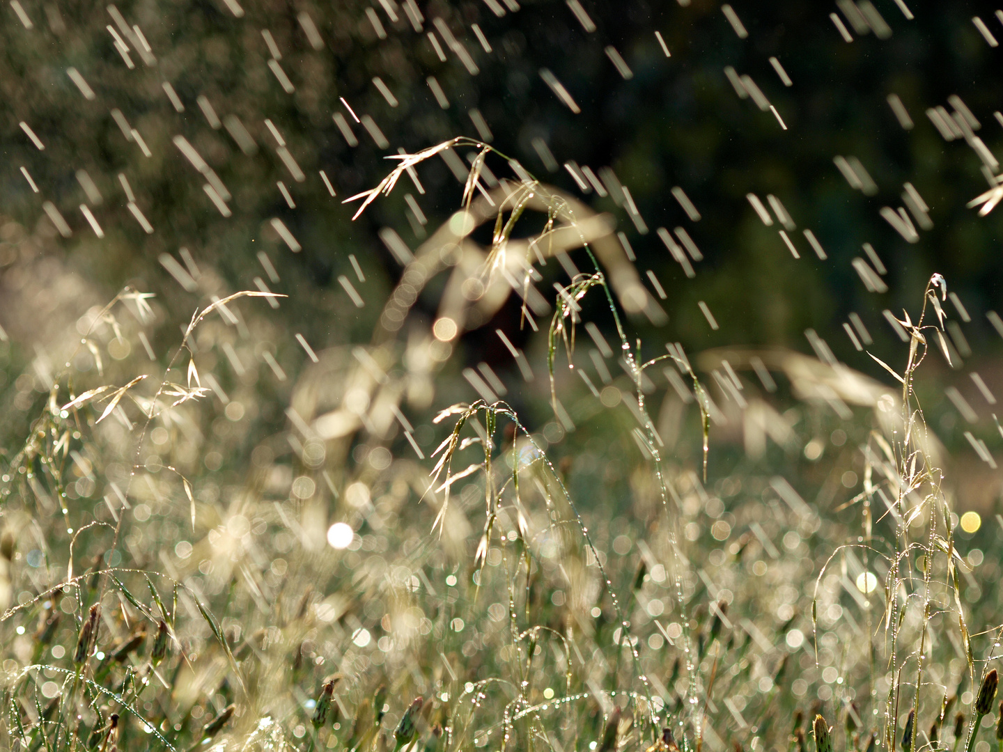 Sommerregen