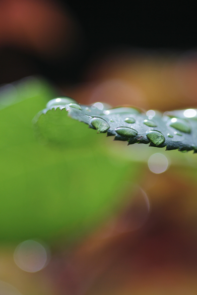 sommerregen