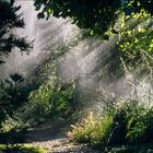 Sommerregen im Garten