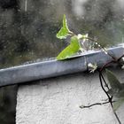 Sommerregen in Berlin (2016)