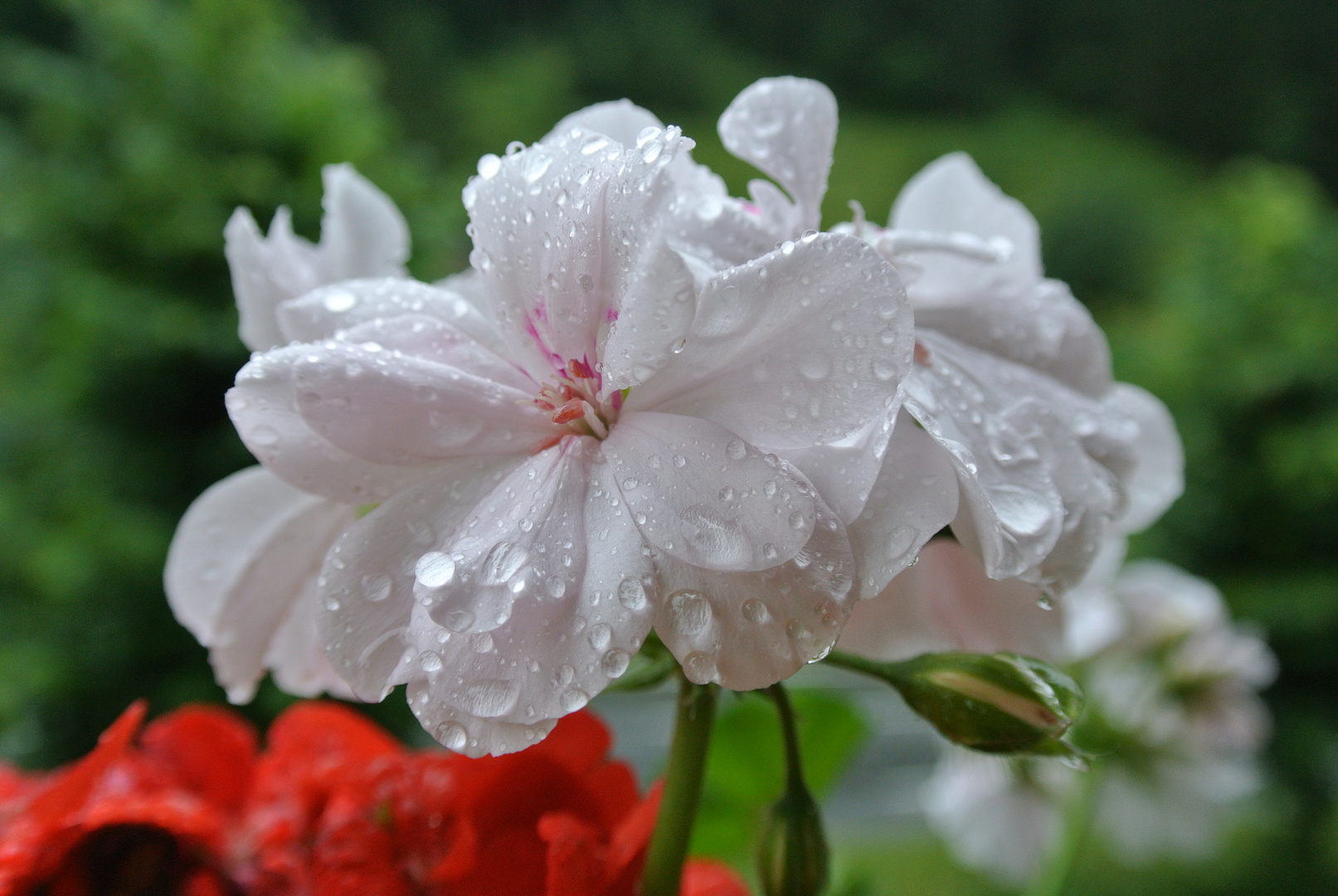 Sommerregen (mal wieder)