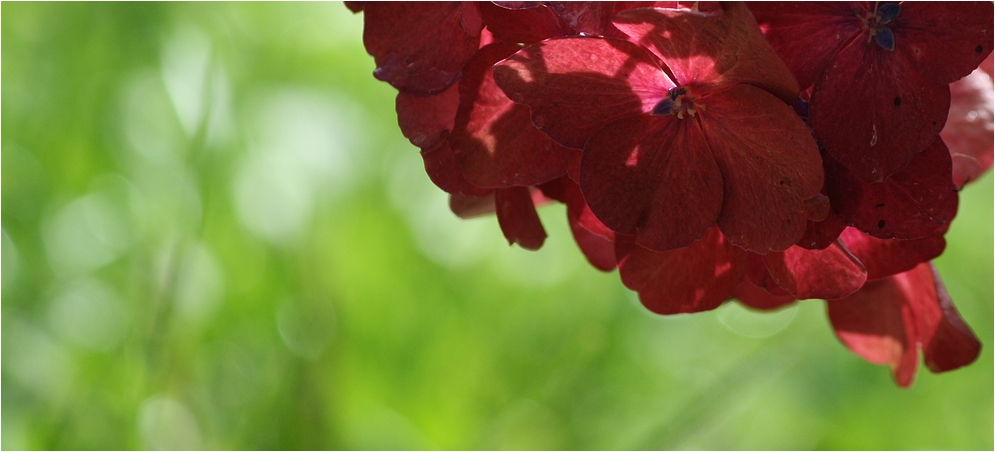 Sommerregenblüten ...