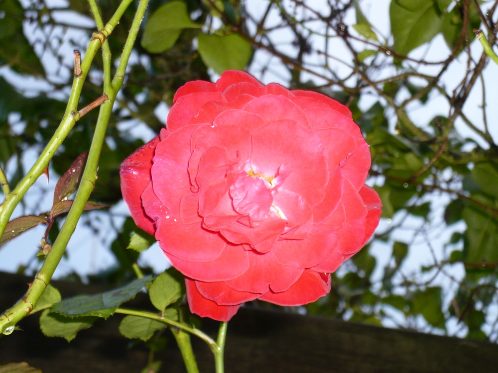 Sommerregenrose