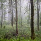 Sommerregenschauer