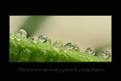 Sommerregentropfen