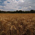 Sommerroggen bei Volkmarode 