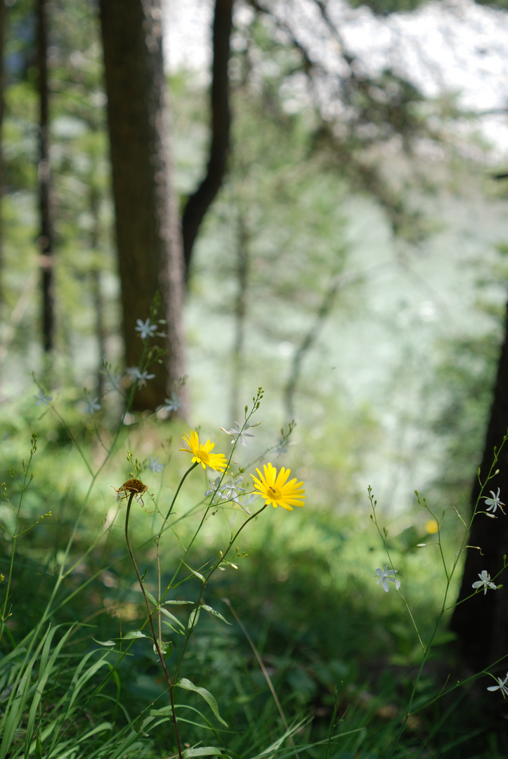 Sommerromantik