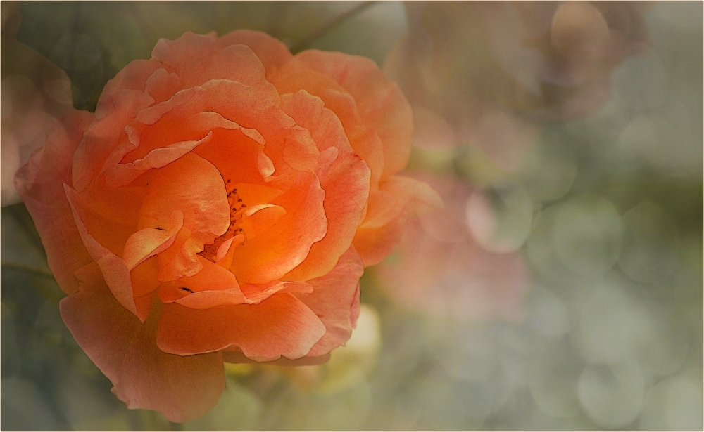 ~Sommer°Rose~